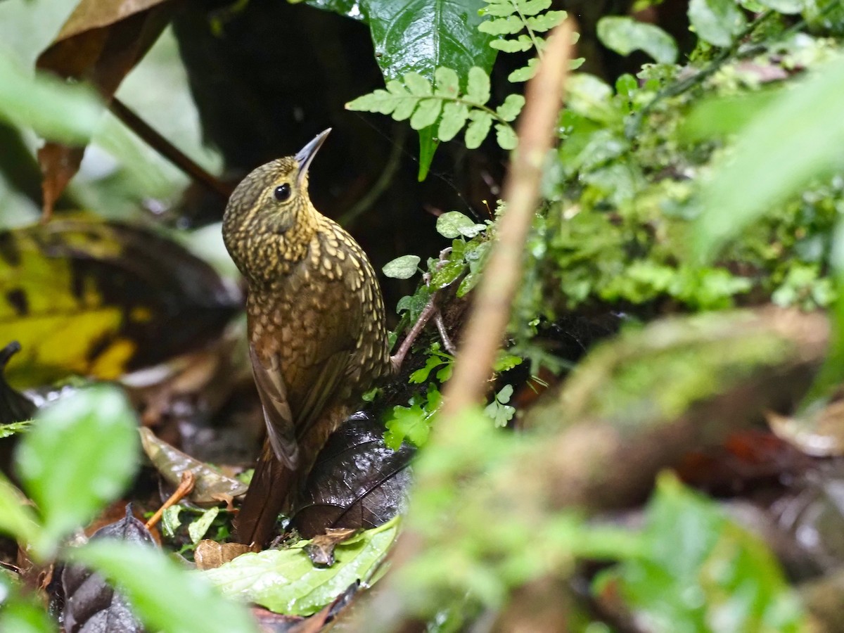 Spotted Barbtail - Gabriel Willow