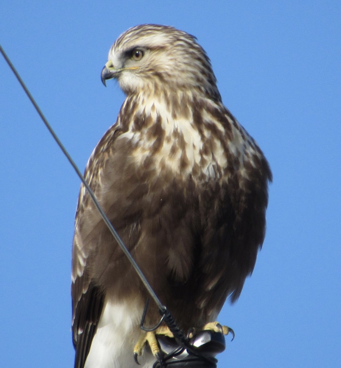 Rough-legged Hawk - ML416290481