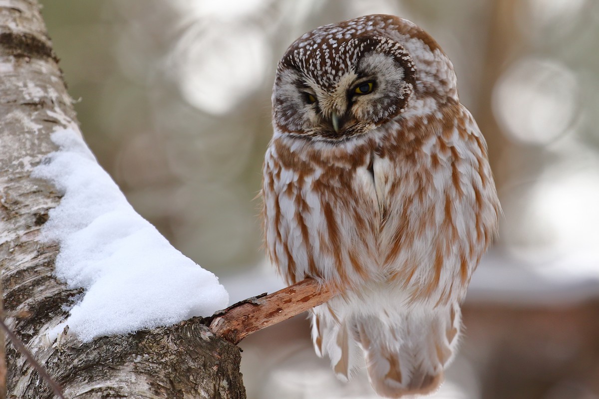 sýc rousný - ML416290521