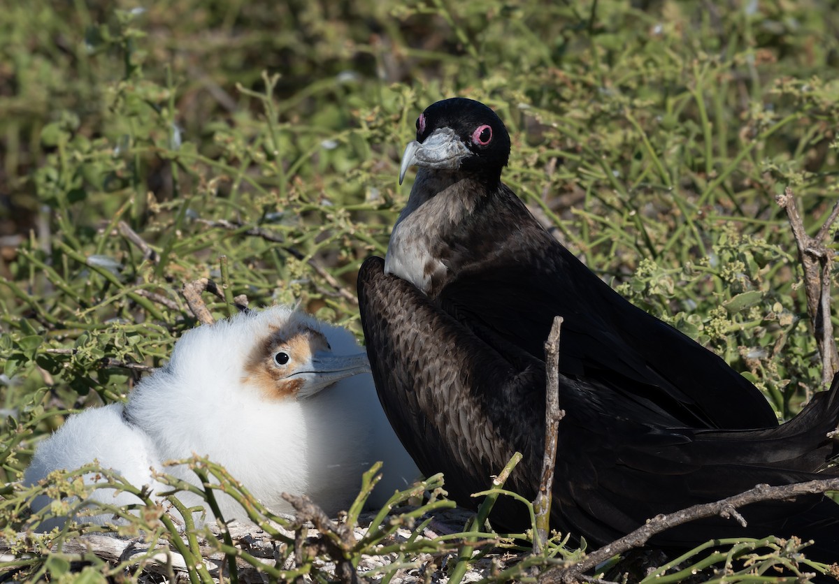 Great Frigatebird - ML416291311