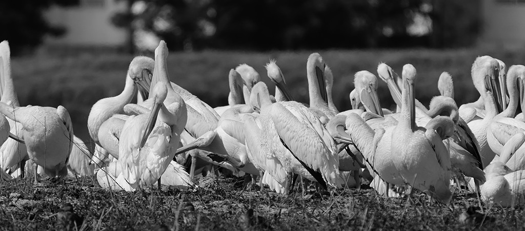 American White Pelican - ML416293421