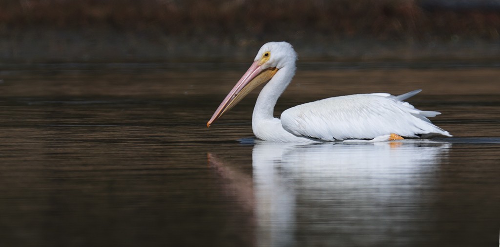 American White Pelican - ML416293431