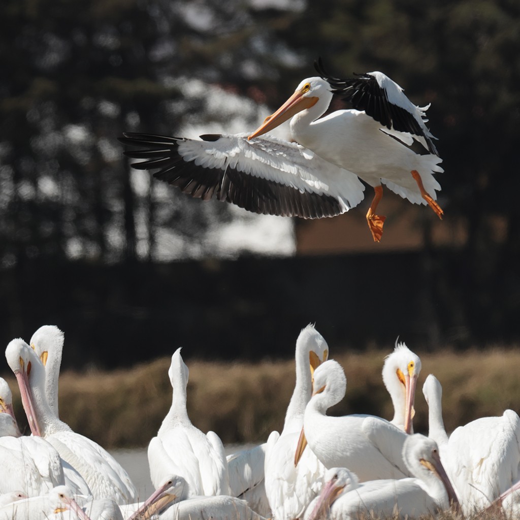 American White Pelican - manuel grosselet