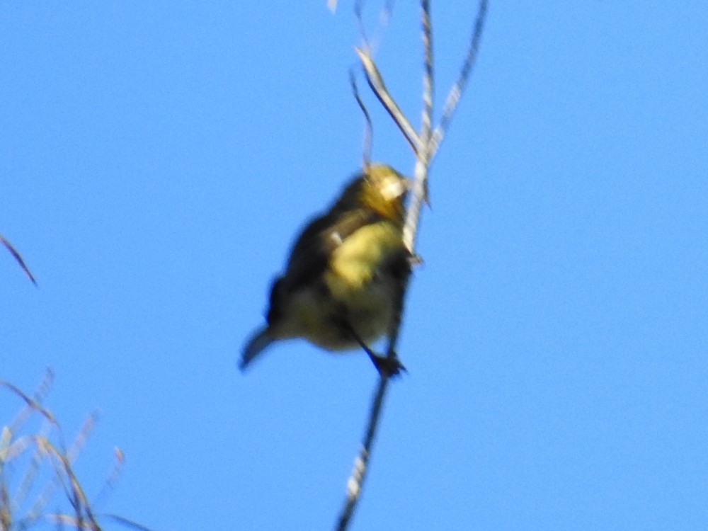 Lesser Goldfinch - ML416293741