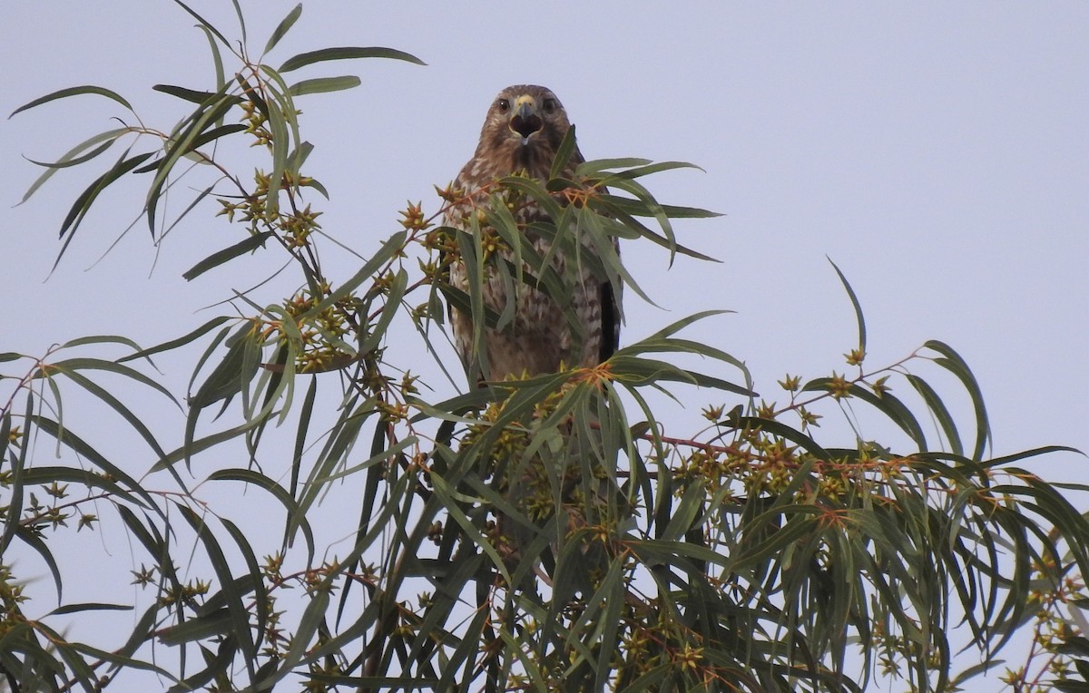 Red-shouldered Hawk - Chris Dean