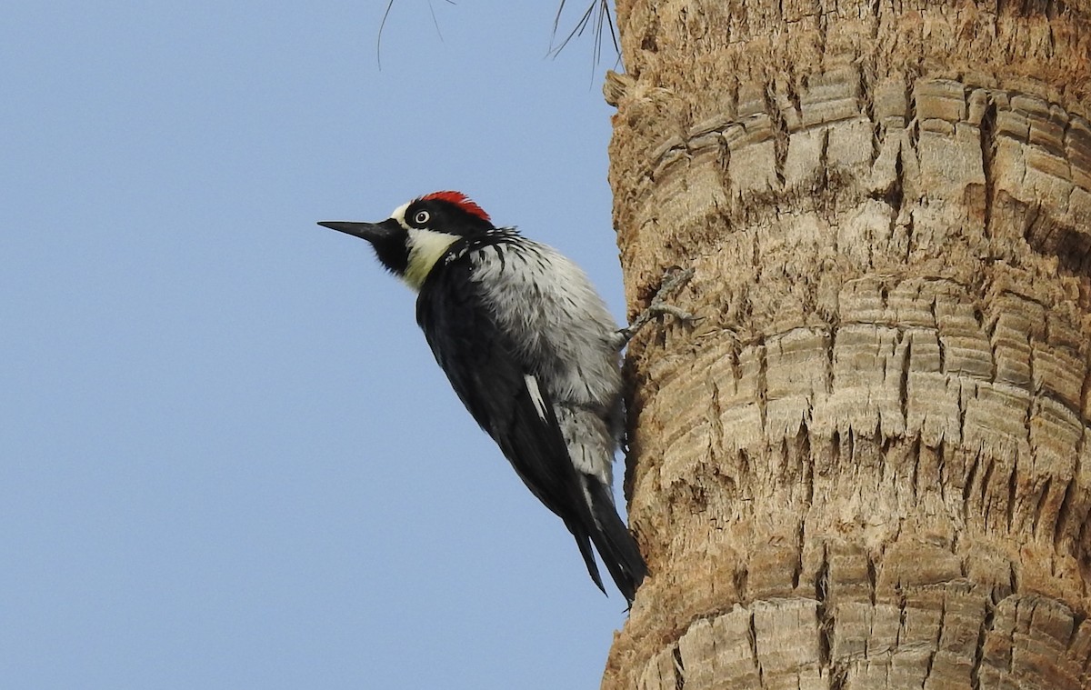 Acorn Woodpecker - ML416294701