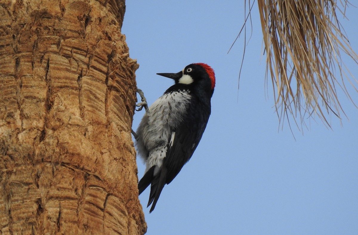 Acorn Woodpecker - ML416294711