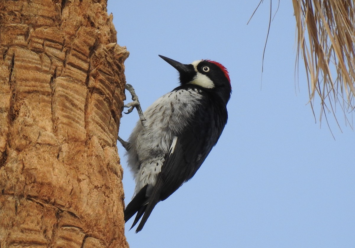 Acorn Woodpecker - ML416294731