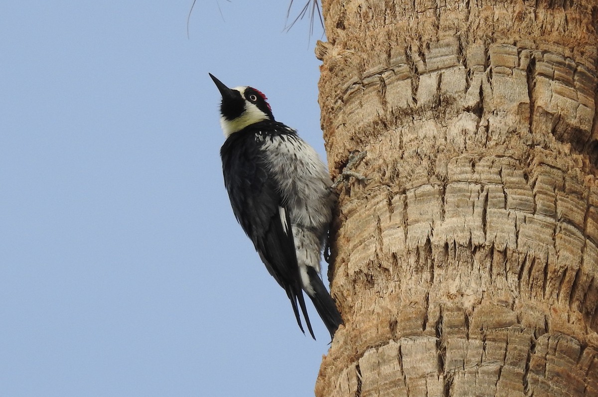 Acorn Woodpecker - ML416294751