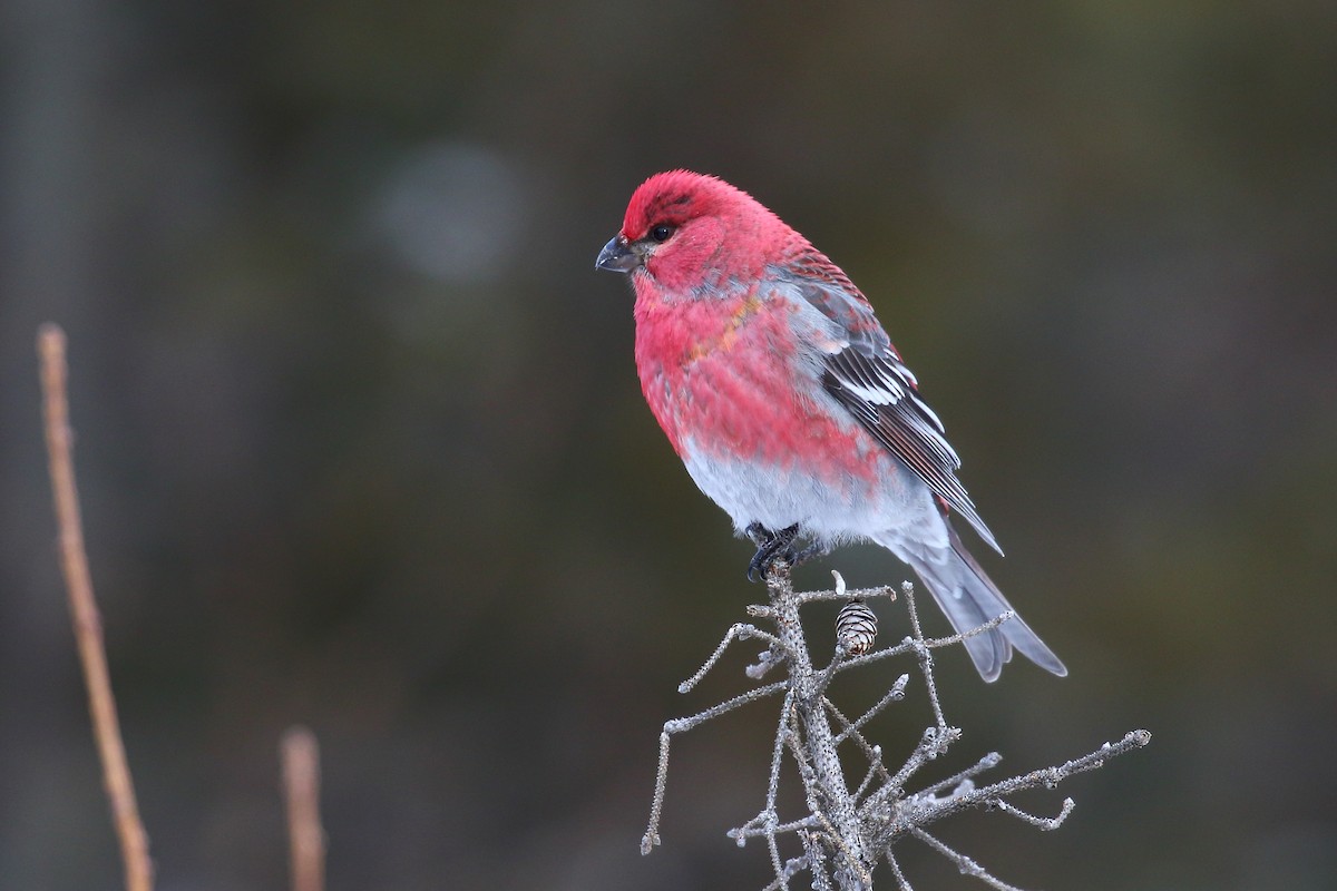 hýl křivčí - ML416294981