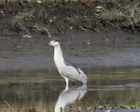 Black-crowned Night Heron - ML416296381