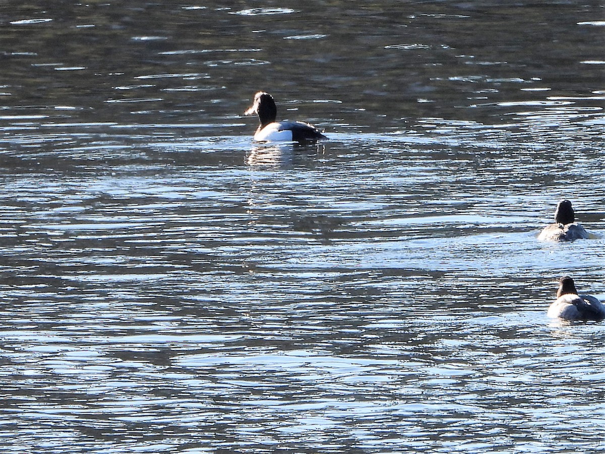 Tufted Duck - ML416297911