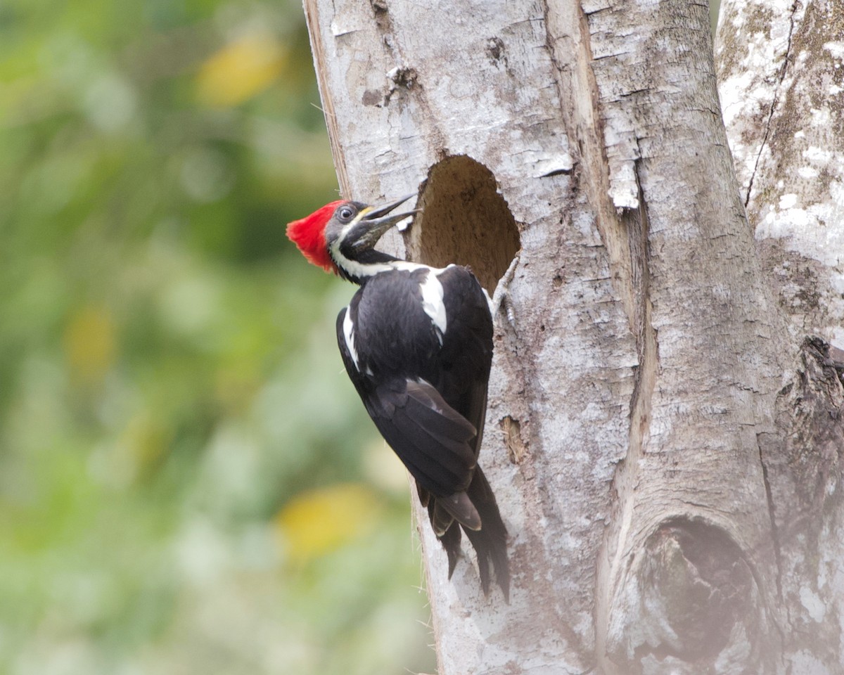 Lineated Woodpecker - Terence Degan