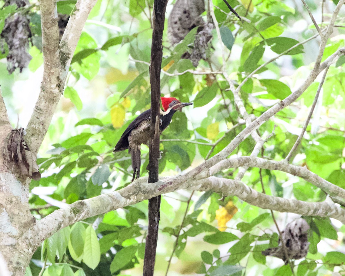 Lineated Woodpecker - Terence Degan