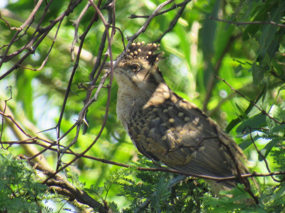 Striped Cuckoo - karen pinckard