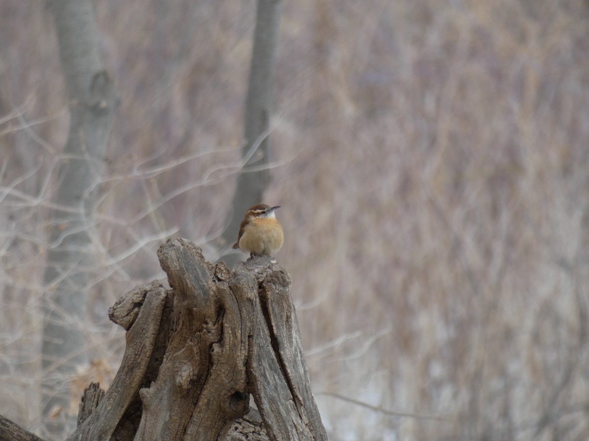 Carolina Wren - Nate Klassen