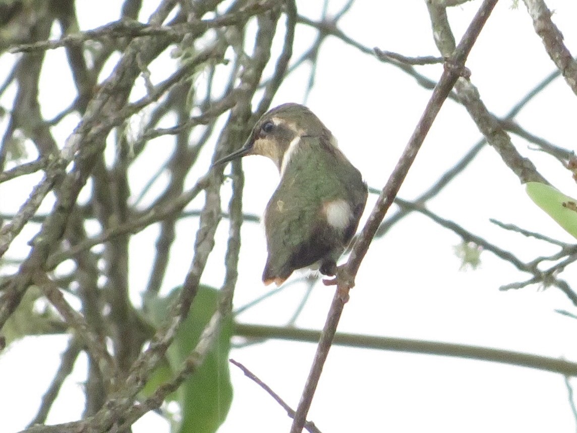 Colibrí de Jourdan - ML416302651