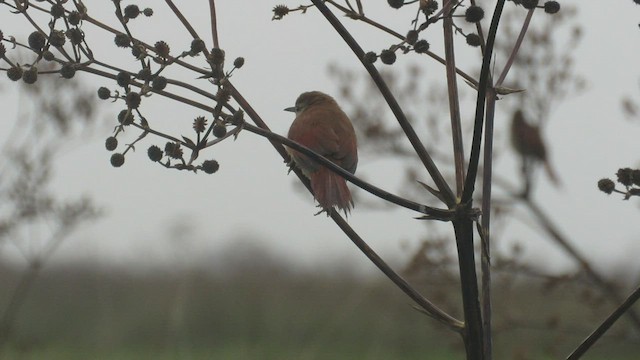 Yellow-chinned Spinetail - ML416303231