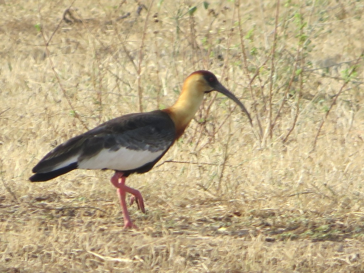 ibis bělokřídlý - ML416303581