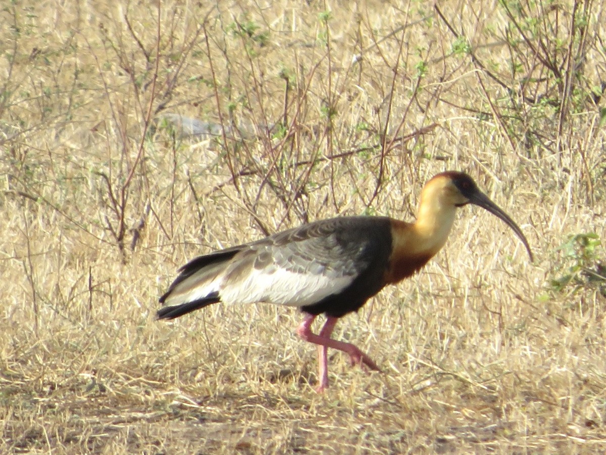 ibis bělokřídlý - ML416303591