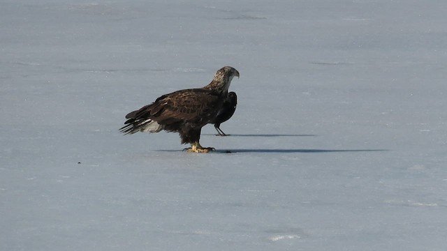 Bald Eagle - ML416303991