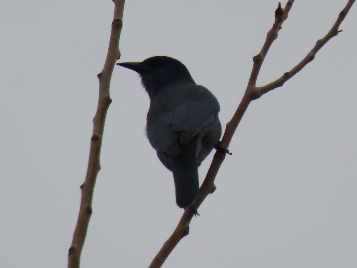 Pinyon Jay - Del Nelson