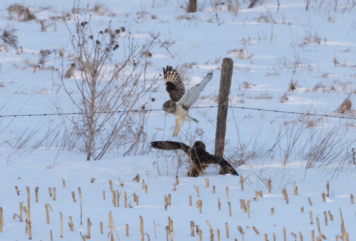 Hibou des marais (flammeus) - ML416306001