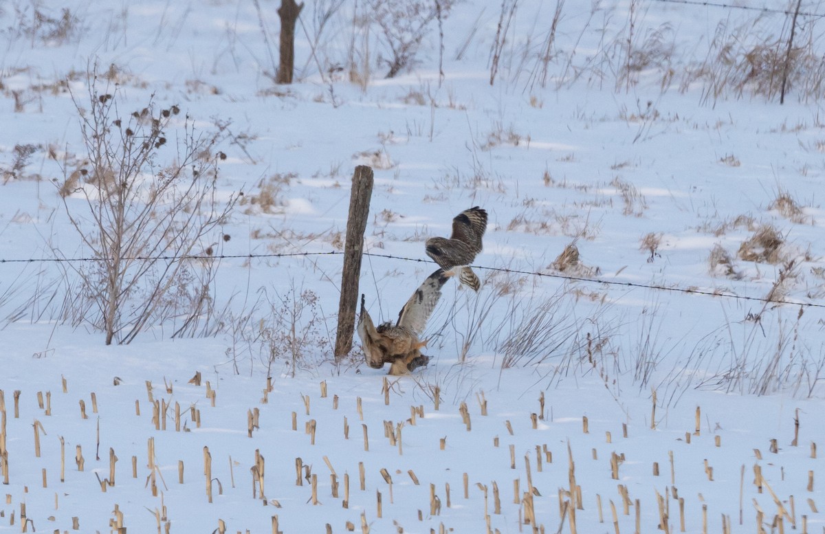 Short-eared Owl (Northern) - ML416306011