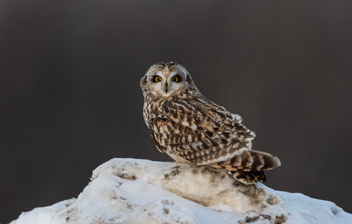 kalous pustovka (ssp. flammeus) - ML416306121