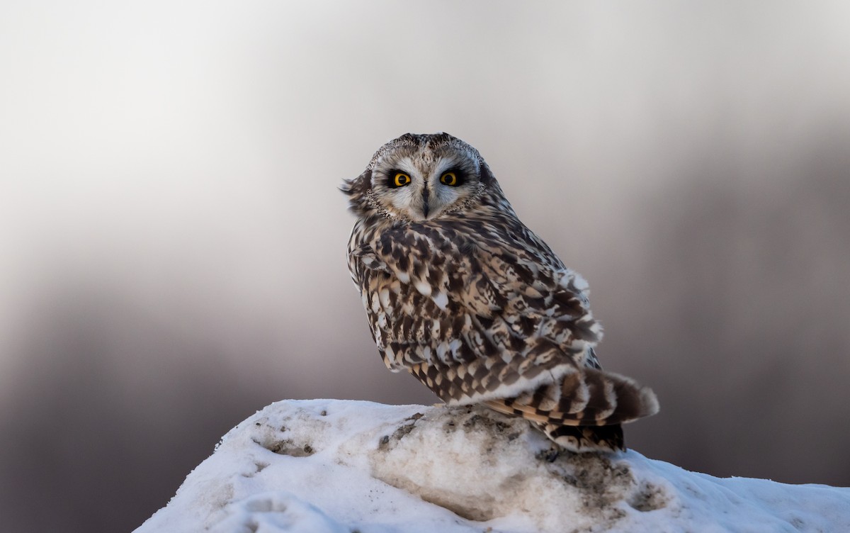 kalous pustovka (ssp. flammeus) - ML416306241