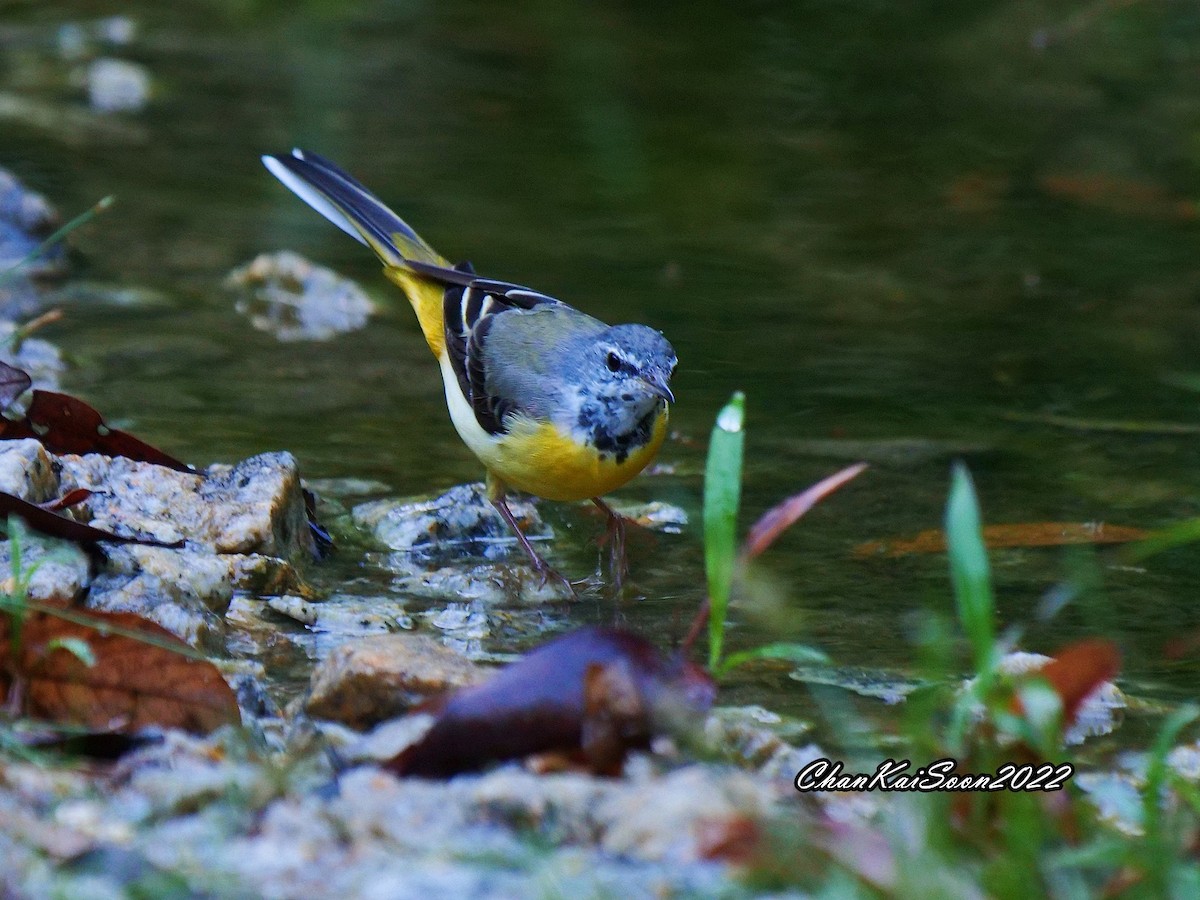 Gray Wagtail - ML416307461