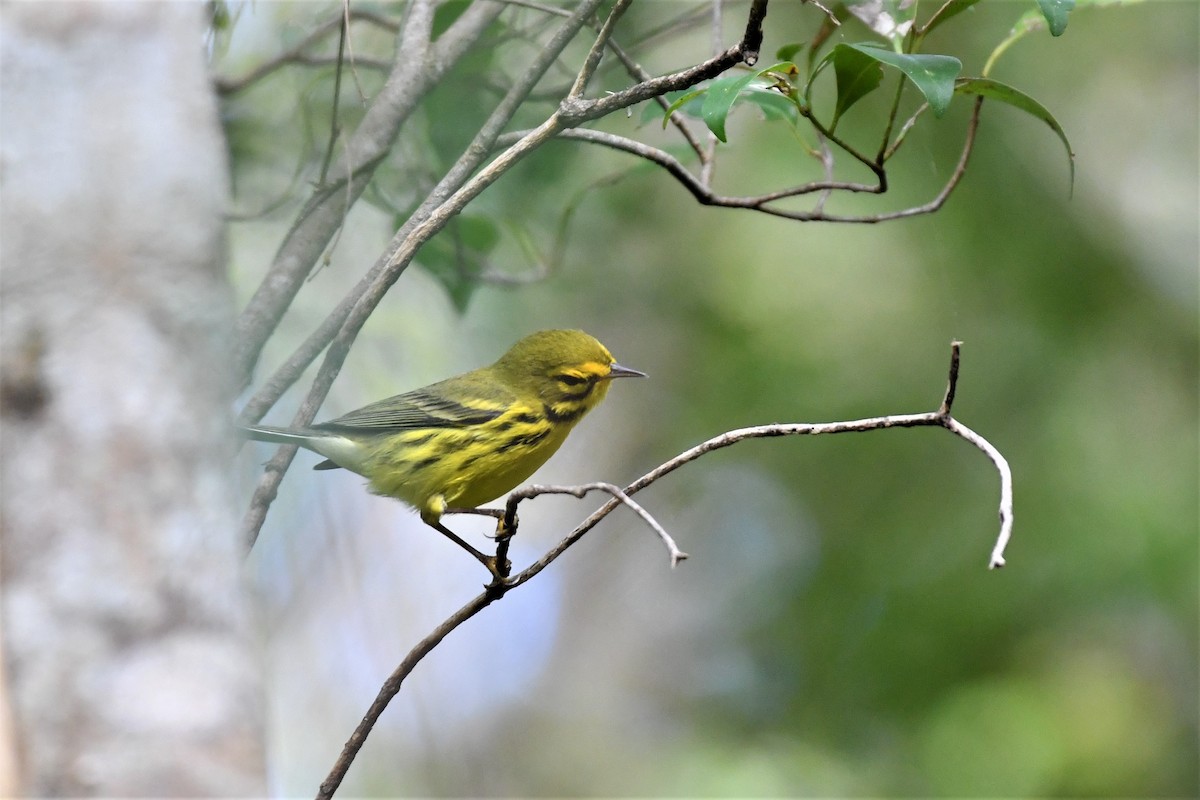 Prairie Warbler - ML416307771