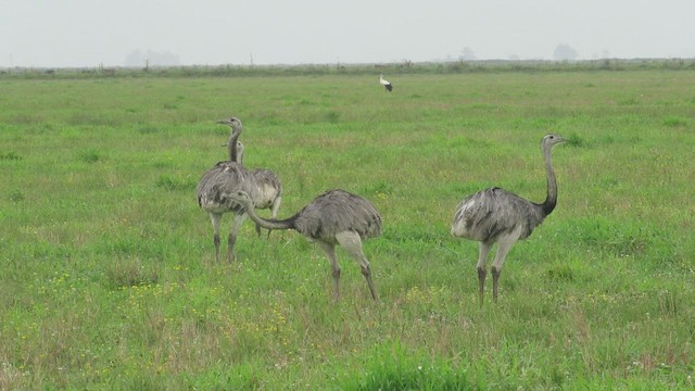 Greater Rhea - ML416307811