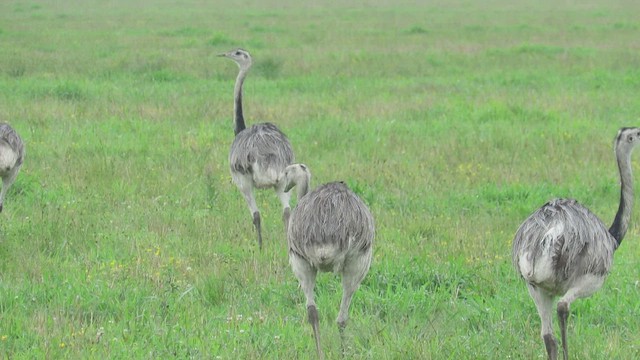 Greater Rhea - ML416307821