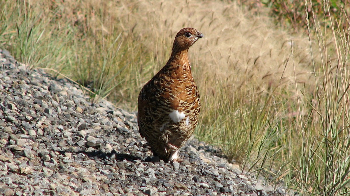 Willow Ptarmigan - ML41630851