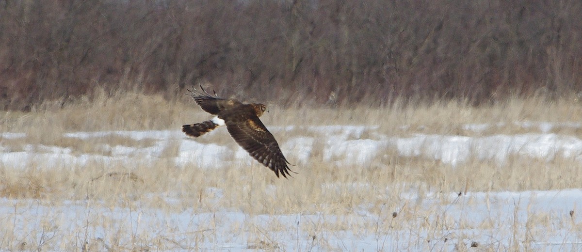 Northern Harrier - ML416308831