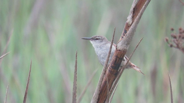 Straight-billed Reedhaunter - ML416310501