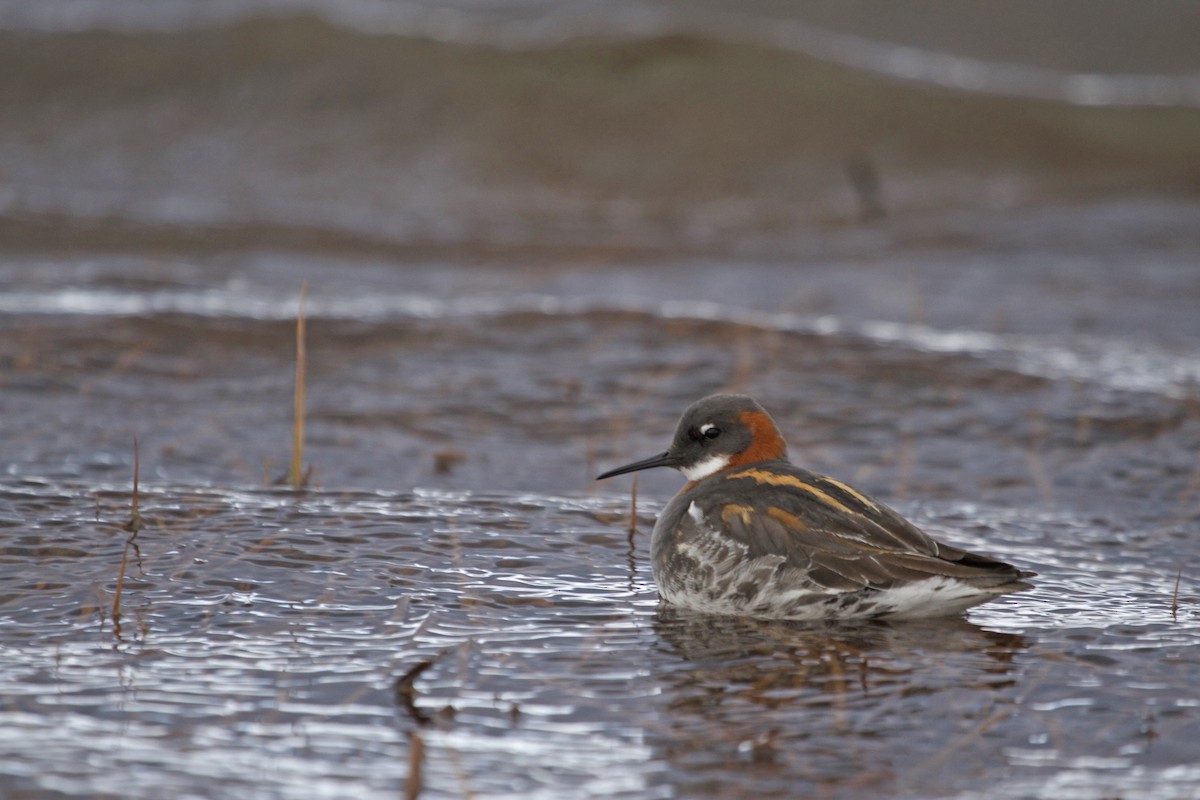 Red-necked Phalarope - Will Sweet