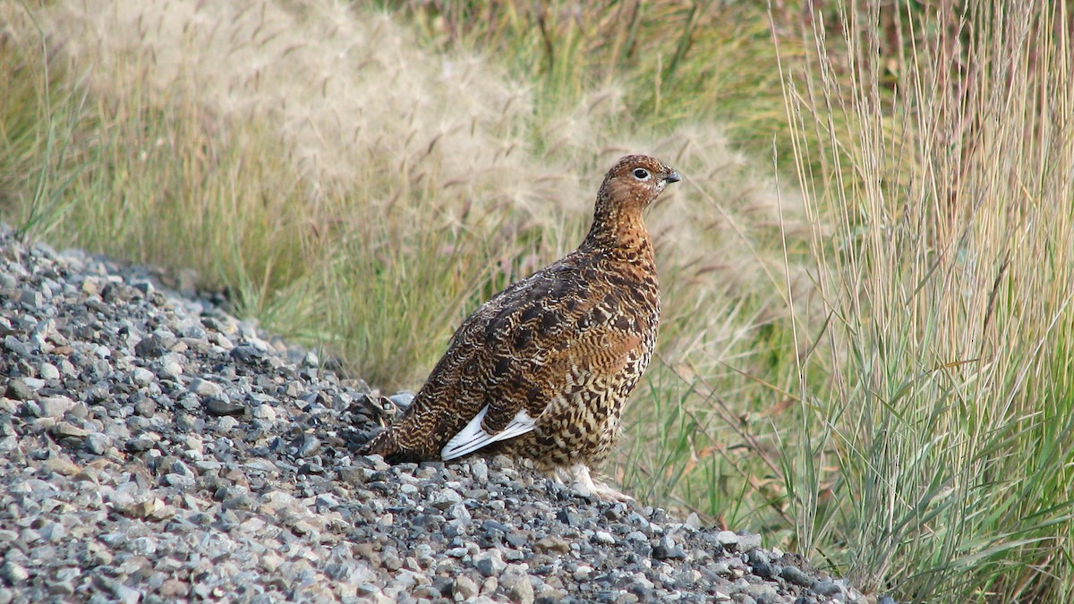 Willow Ptarmigan - Michael Jaques