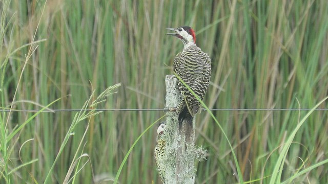 Green-barred Woodpecker - ML416312531