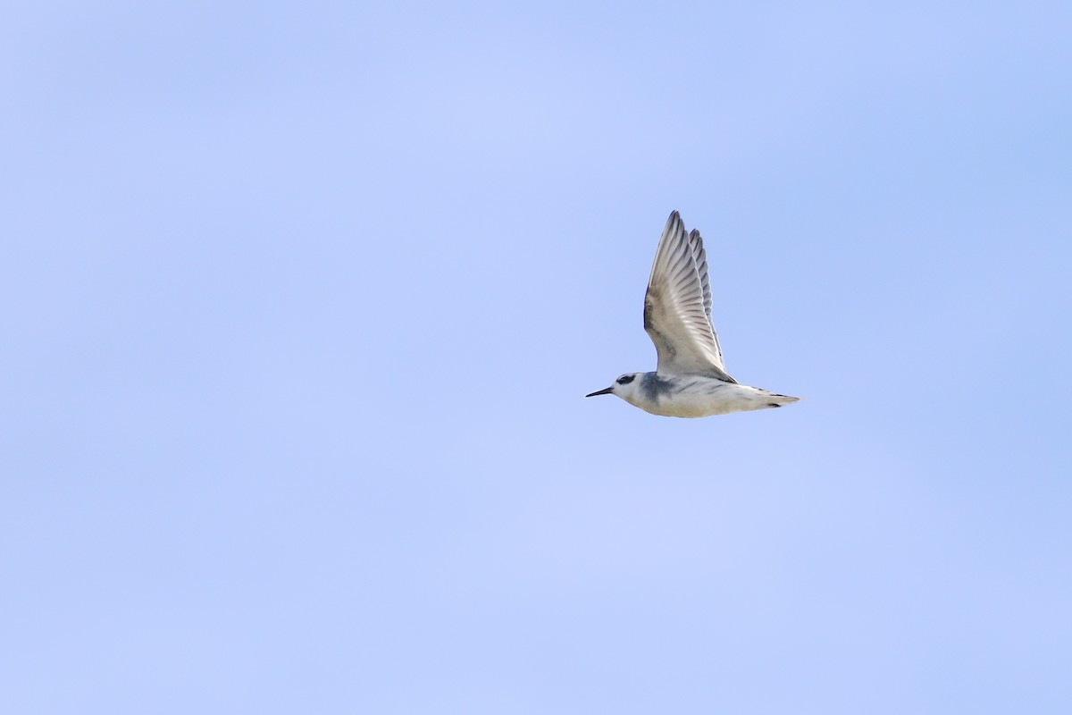 Red Phalarope - ML416312951