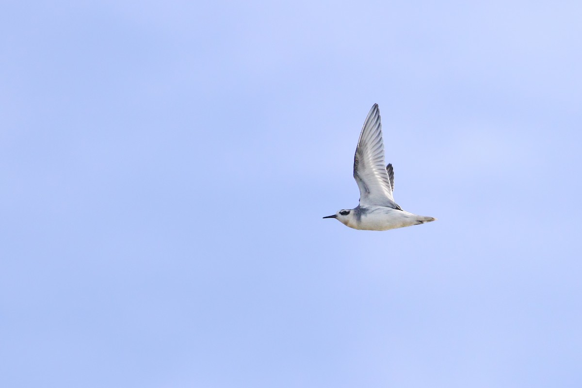 Phalarope à bec large - ML416313021