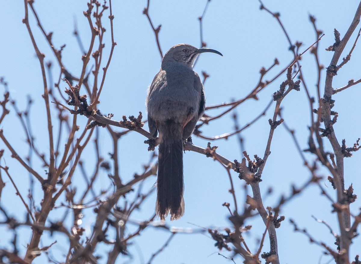 Crissal Thrasher - ML416314581