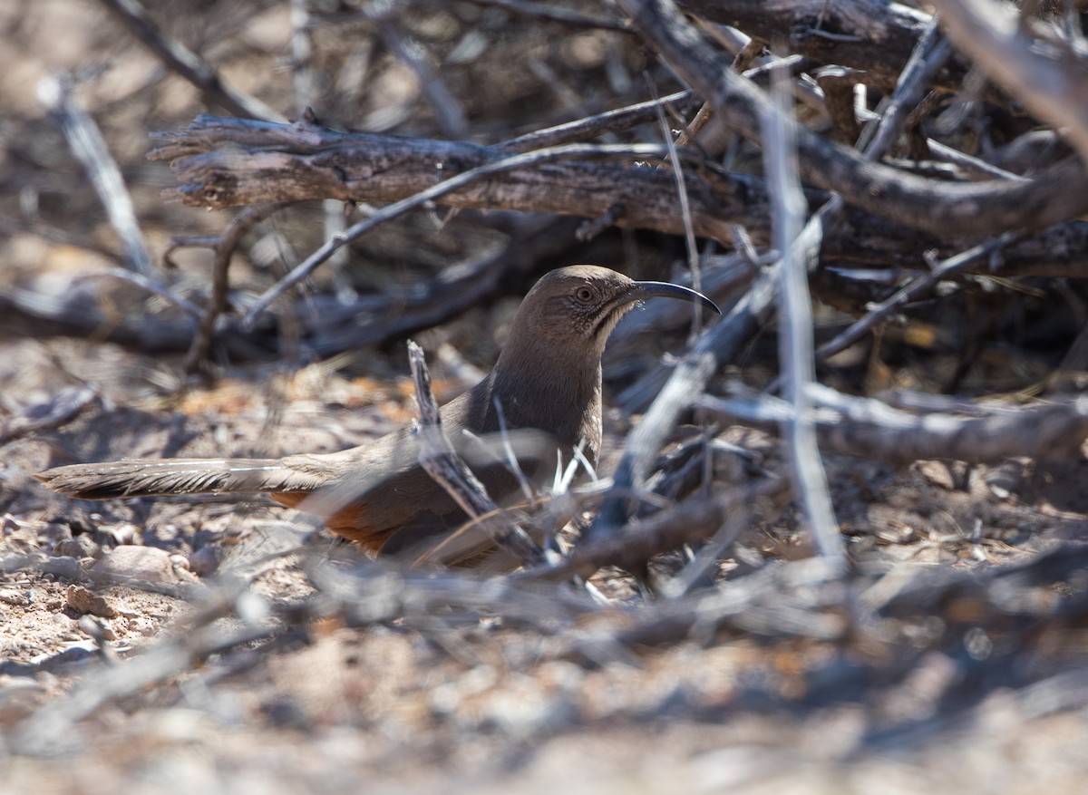 Crissal Thrasher - ML416314591