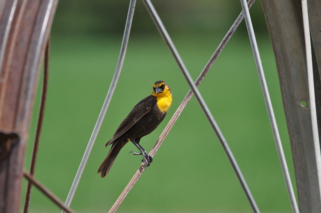 Yellow-headed Blackbird - ML41631531