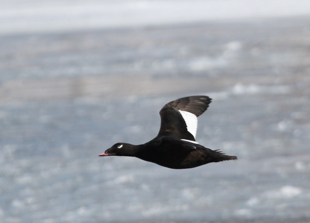 White-winged Scoter - David Wheeler