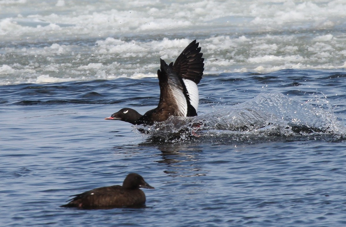 White-winged Scoter - David Wheeler