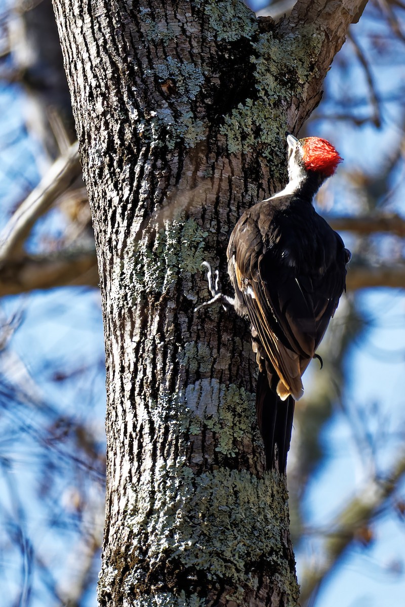 Pileated Woodpecker - ML416315671