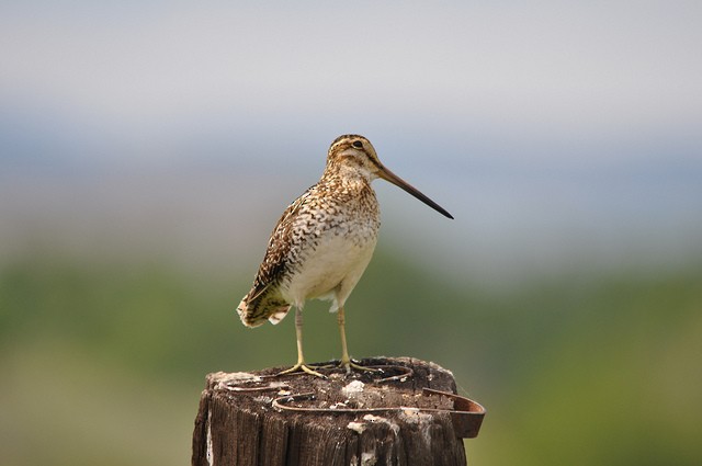 Wilson's Snipe - ML41631611