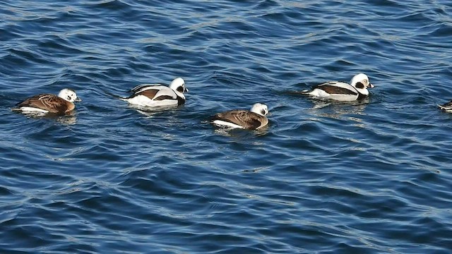 Long-tailed Duck - ML416319581